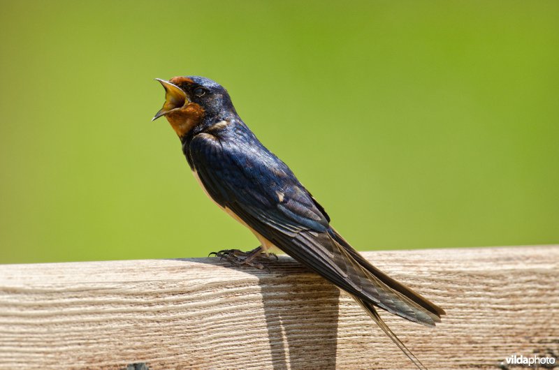 Zingende boerenzwaluw