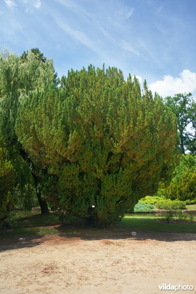 Taxus