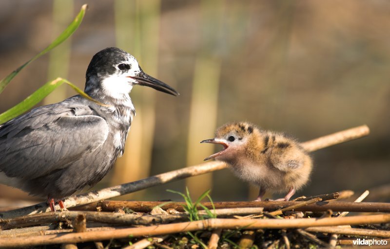 Zwarte stern met jong