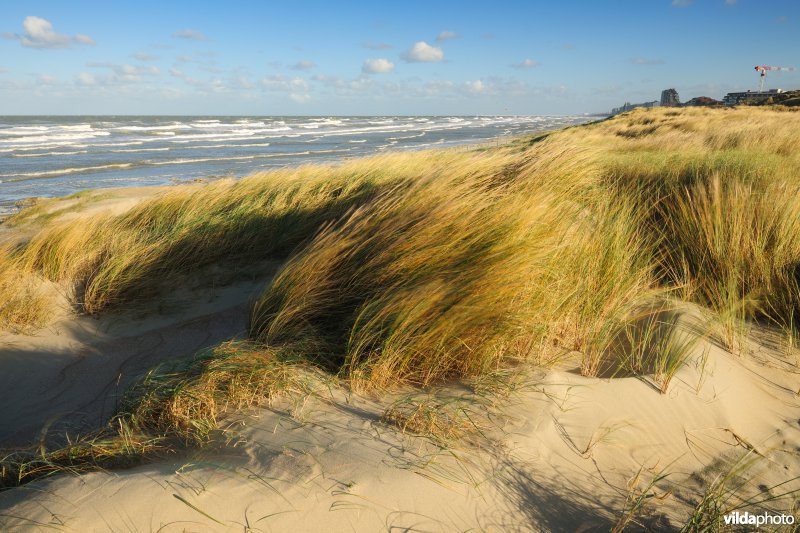 Natuurreservaat Zeebermduinen