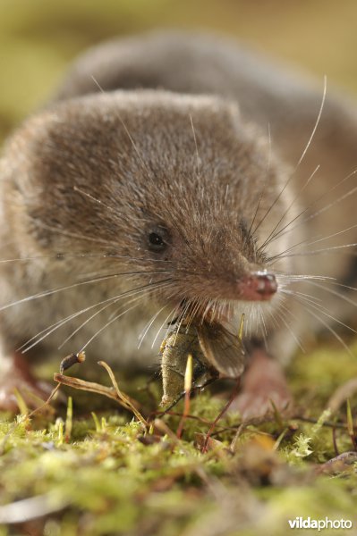 Bosspitsmuis