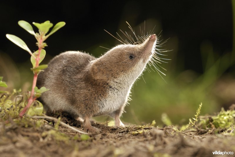 Dwergspitsmuis