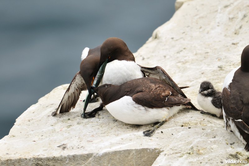 Zeekoeten vechten voor visje
