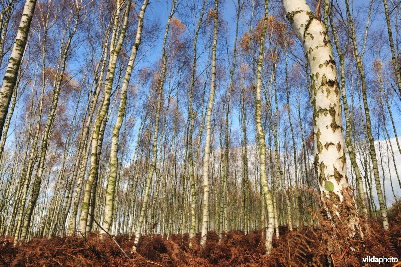 Berkenbos in Polen