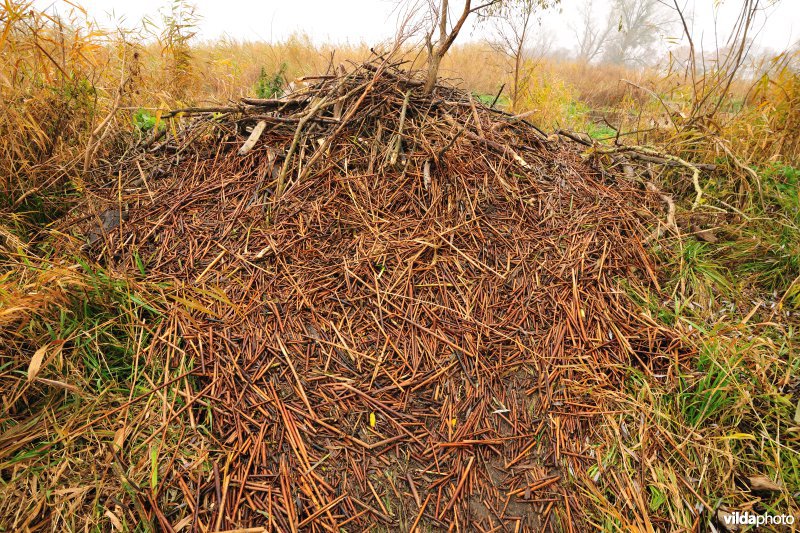 Sporen van Bever