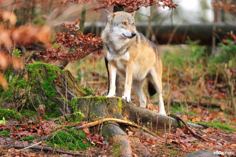 Wolf