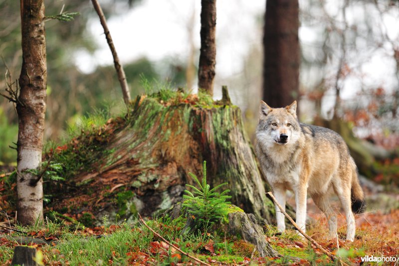 Wolf