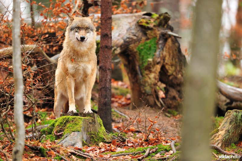 Wolf