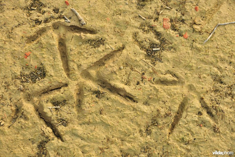 Pootafdruk van Kraanvogel