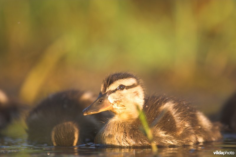 Jonge Wilde eendjes