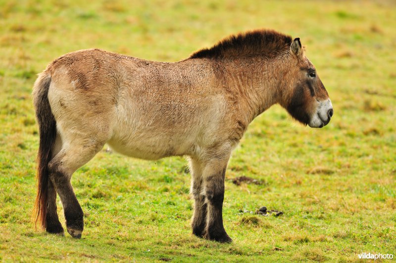 Przewalski-paard