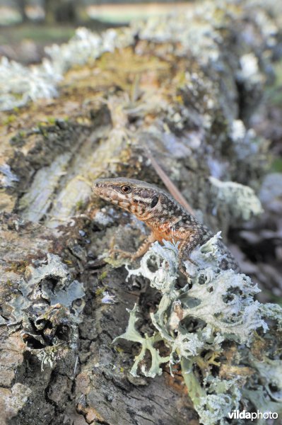 Muurhagedis tussen korstmos