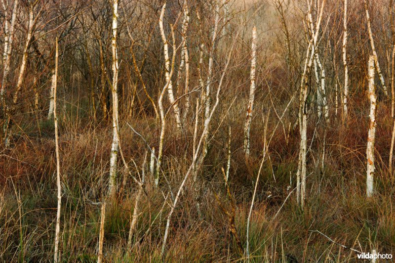 Berken in het Haaksbergerveen