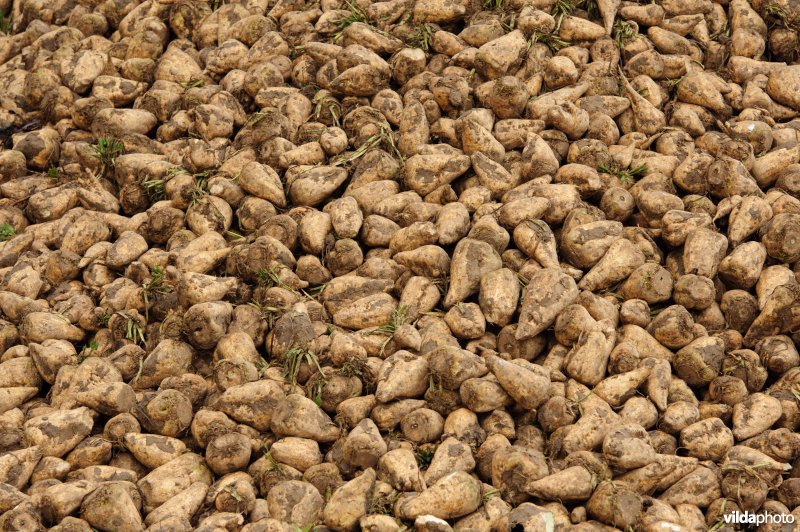 Voeder- of suikerbieten