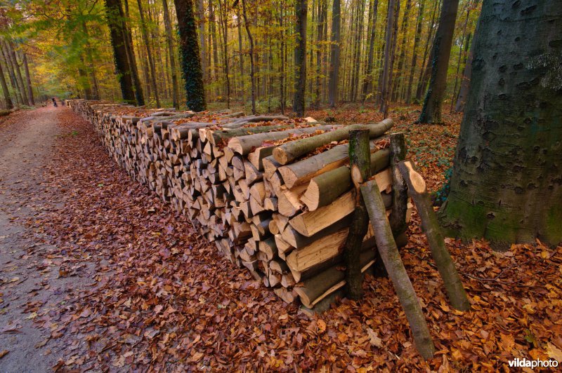 Opgetast hout in een beukenbos