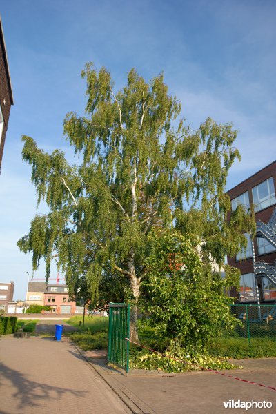 Ruwe berk