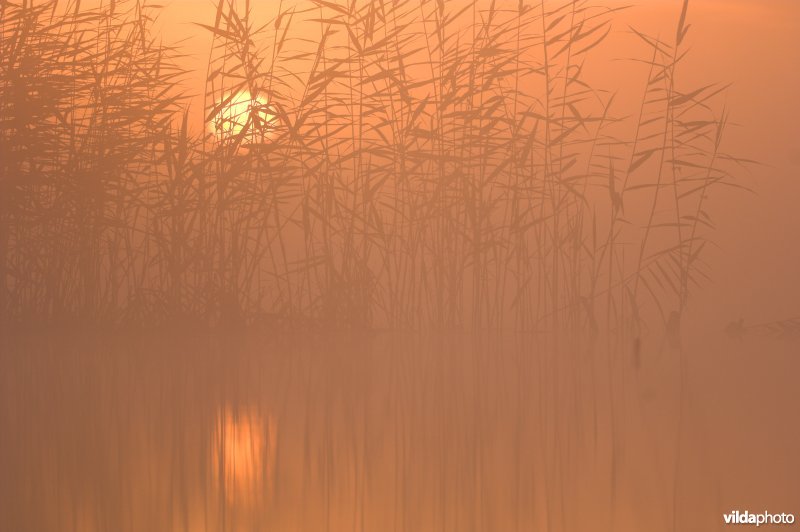 Zonsopgang boven rietveld