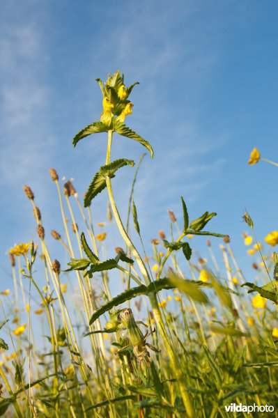 Bloeiende Grote ratelaar