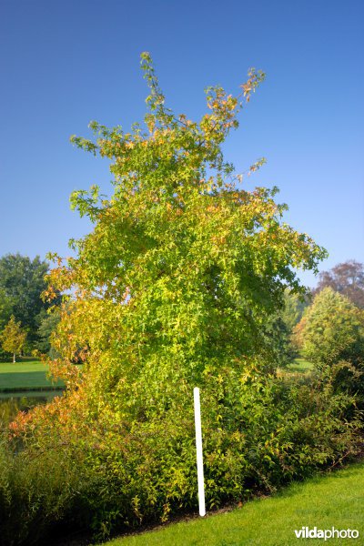 Oosterse amberboom