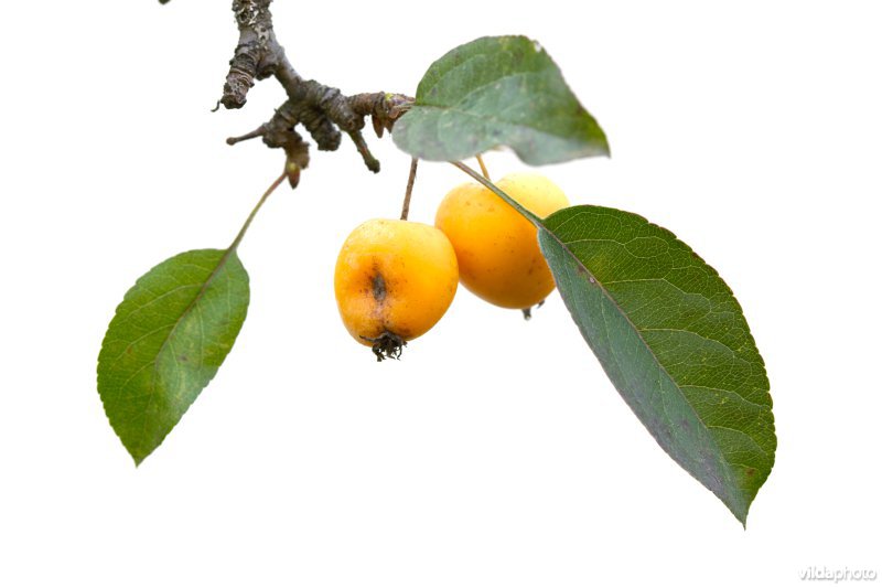 Malus Golden Hornet