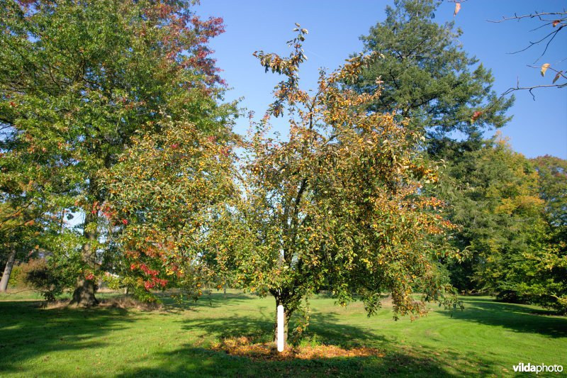 Malus Golden Hornet