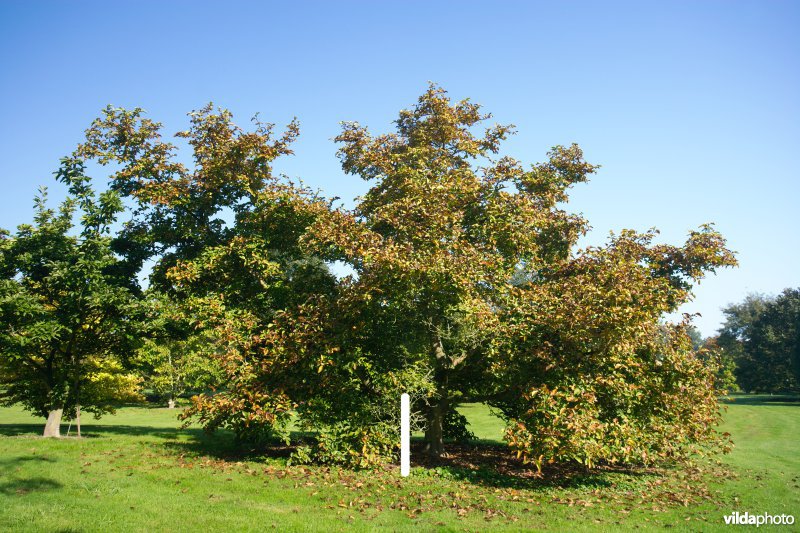 Magnolia kobus Norman Gold