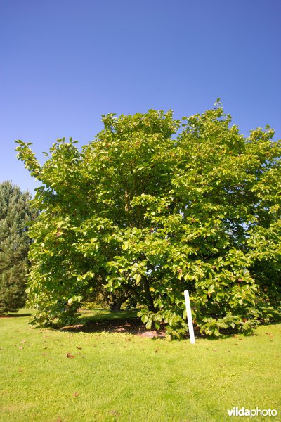 Magnolia x soulangeana Brozzoni