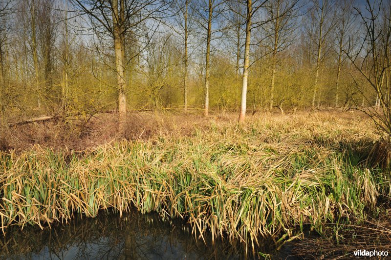 Scheldepolders Zwijn in Kastel