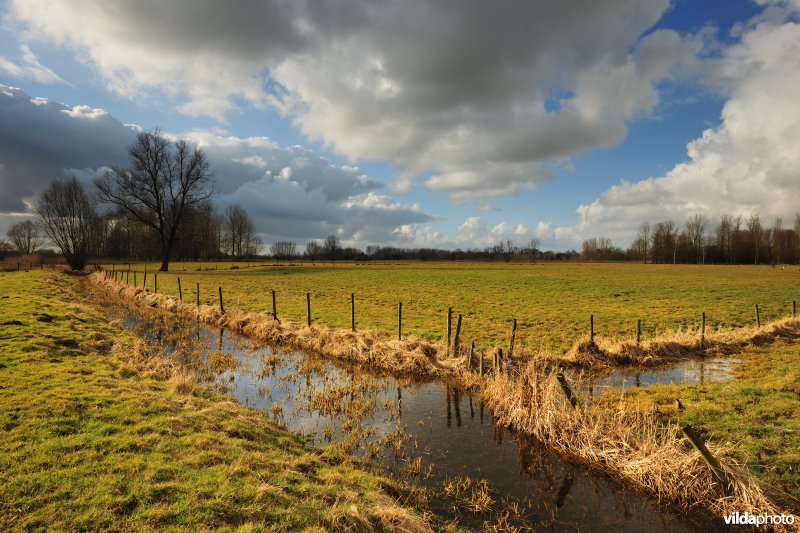 Vingelinkbeekvallei in de Kalkense meersen