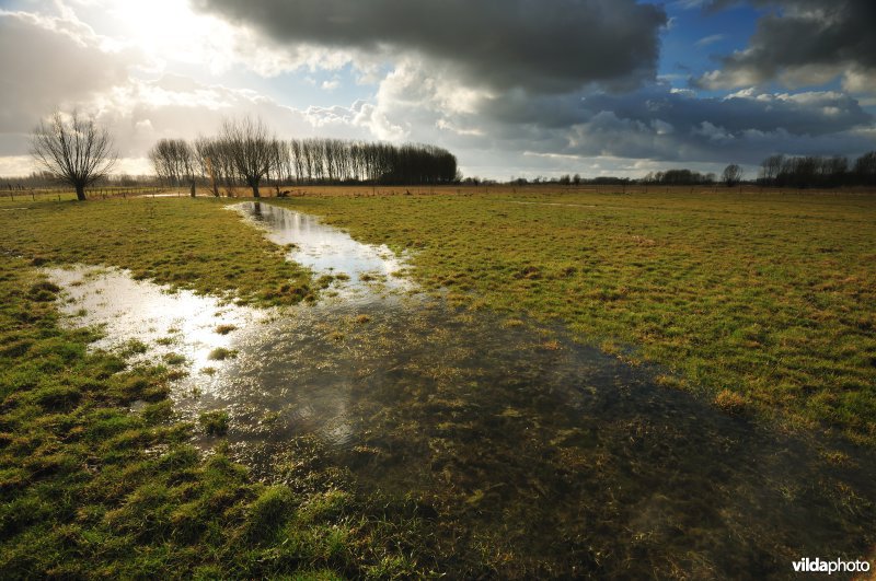 Vingelinkbeekvallei in de Kalkense meersen