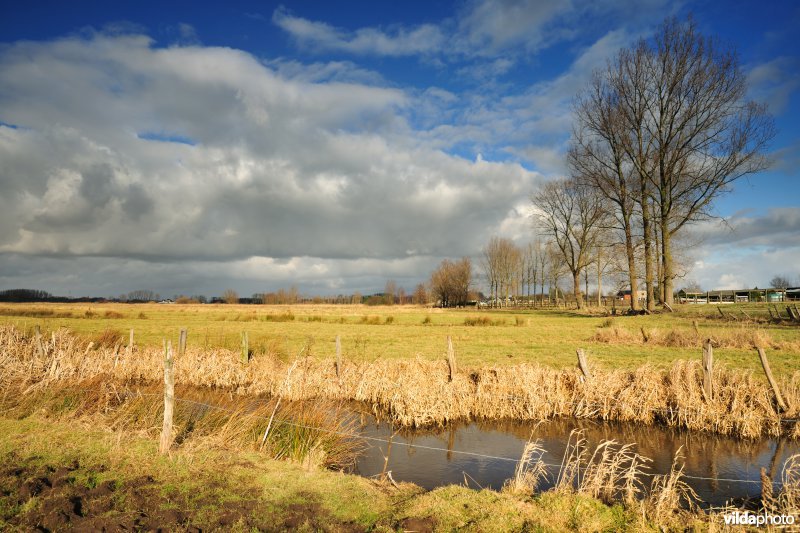 Belham in de Kalkense meersen