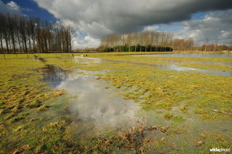 Springels in de Kalkense Meersen