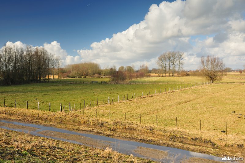 Springels in de Kalkense Meersen