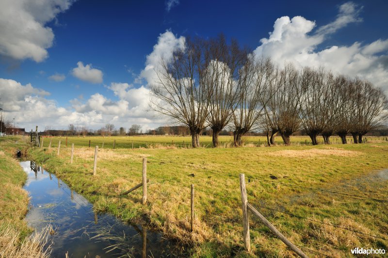 Aard in de Kalkense Meersen