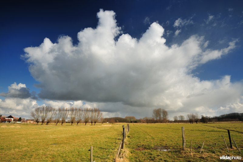 Aard in de Kalkense Meersen