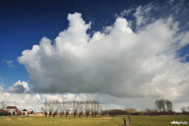 Aard in de Kalkense Meersen