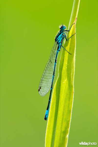 Variabele waterjuffer