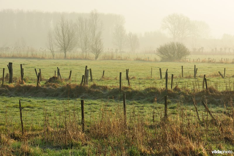 Bergenmeersen