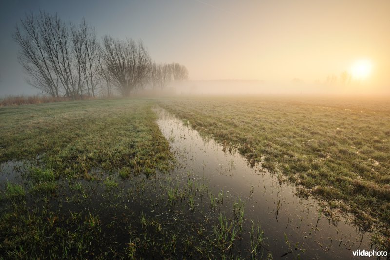 Bergenmeersen