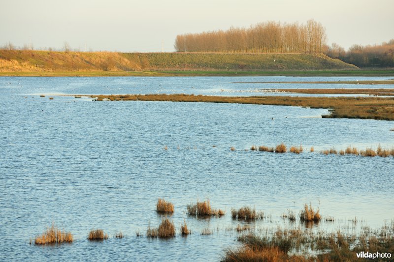 Natuurreservaat Drijdijck