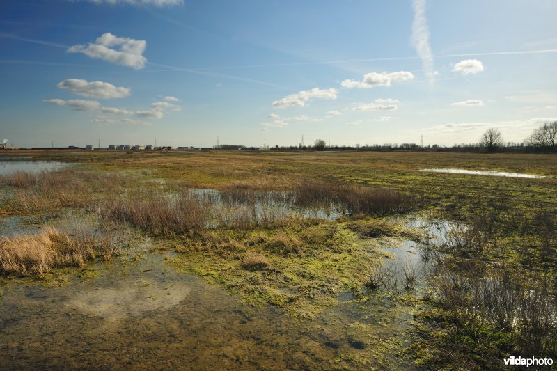 Vlakte van Zwijndrecht