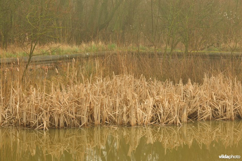 Oude Dijle