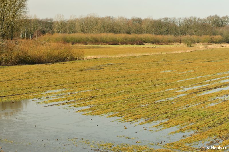 Groot Broek