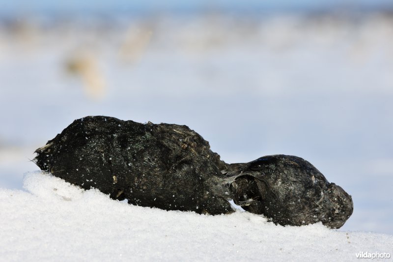 Braakbal van Sneeuwuil