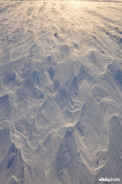 Sneeuwlandschap