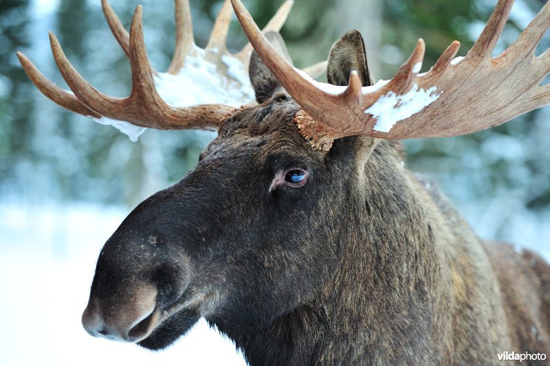 Eland in de sneeuw