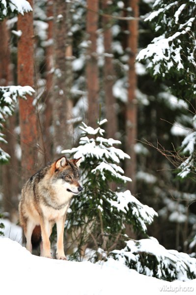 Wolf