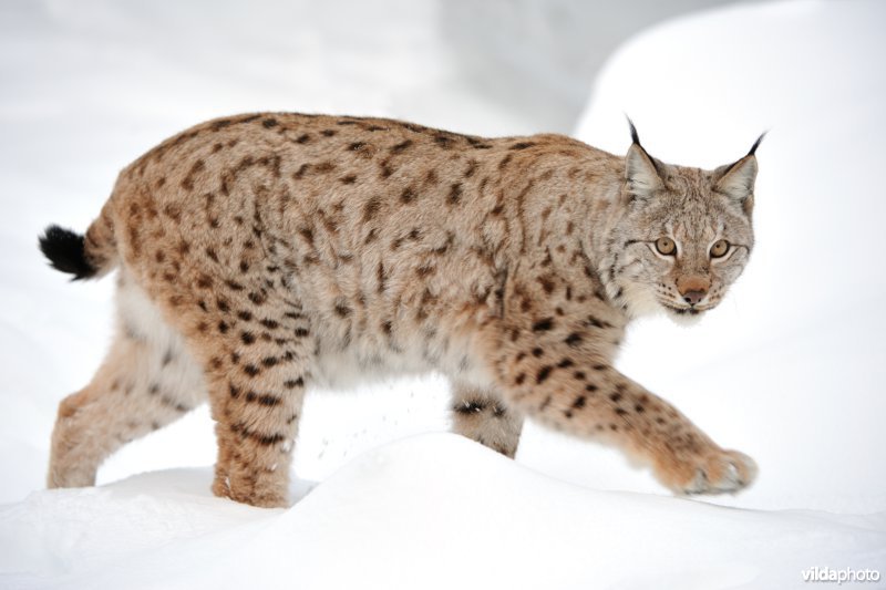 Lynx in de sneeuw