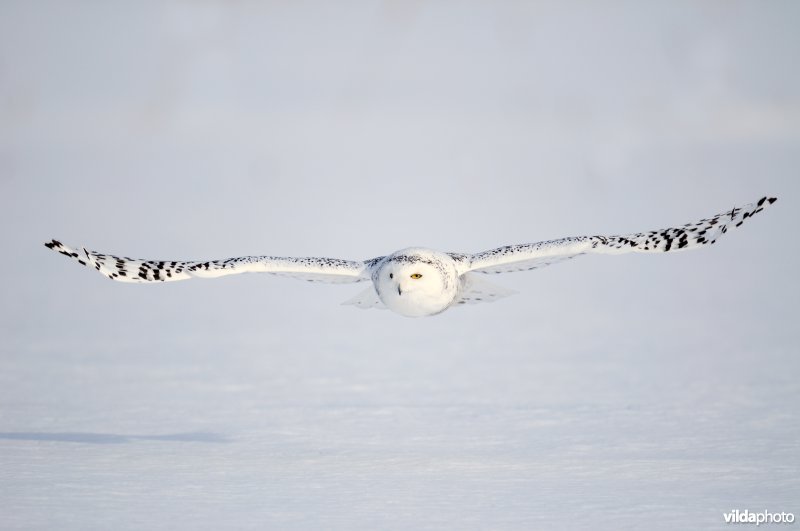 Sneeuwuil komt aangevlogen