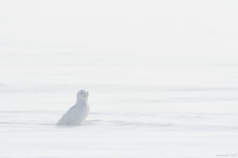 Sneeuwuil in een wit landschap
